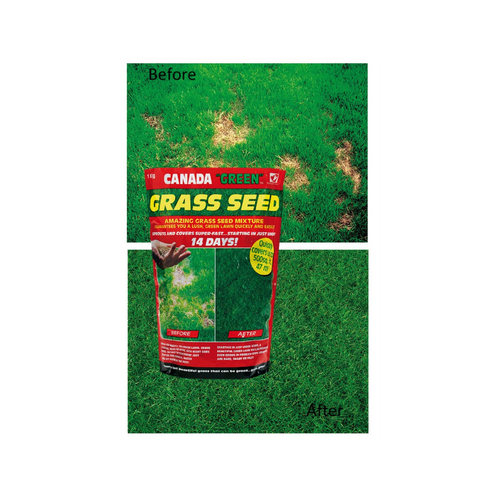 Premium Canada Green Grass Seed 500g - Lush Lawn for British Gardens